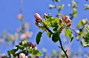 apple blossom tree